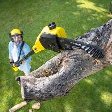 Best Lawn Renovation and Restoration  in Rock Port, MO